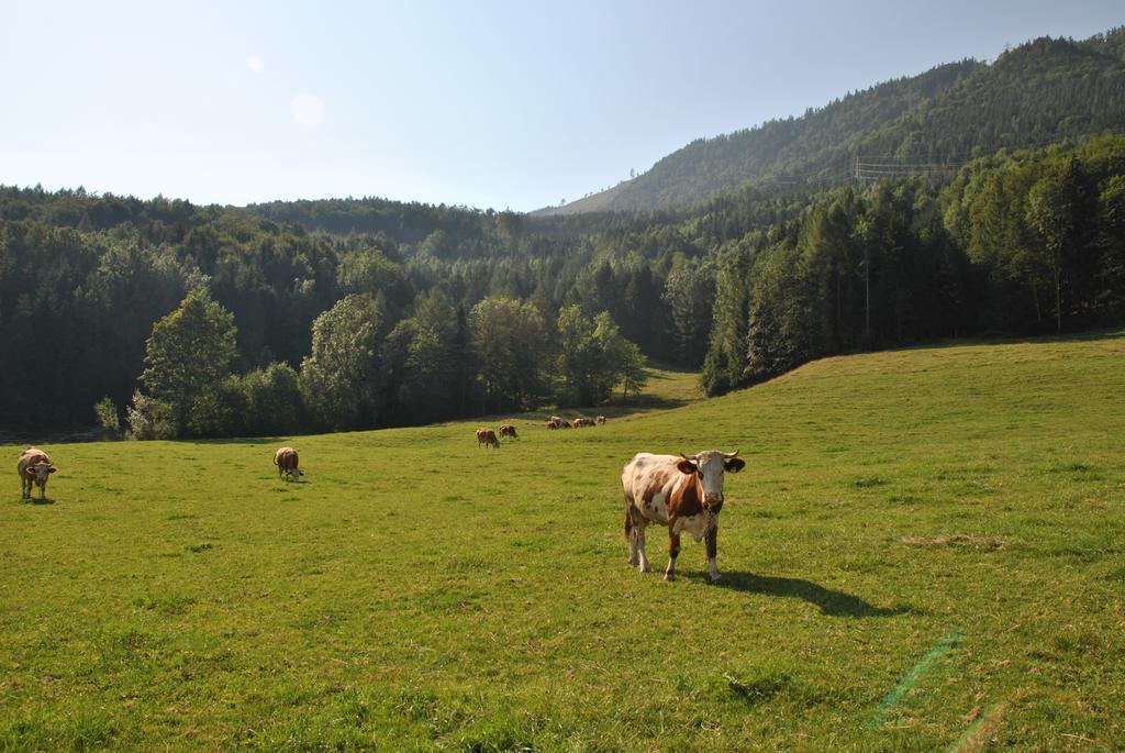 Attwengerhof Lejlighed Traunkirchen Værelse billede